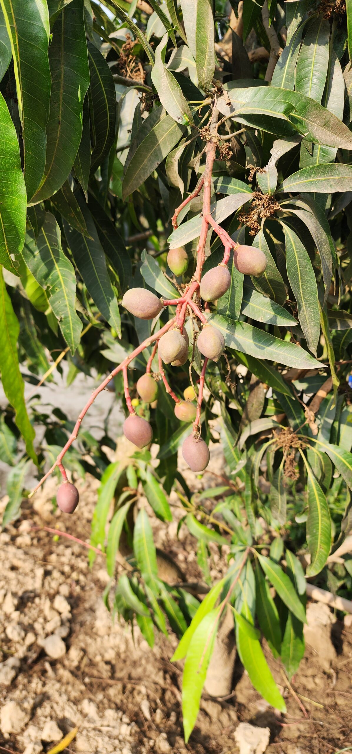 Langda and Zardalu mangoes