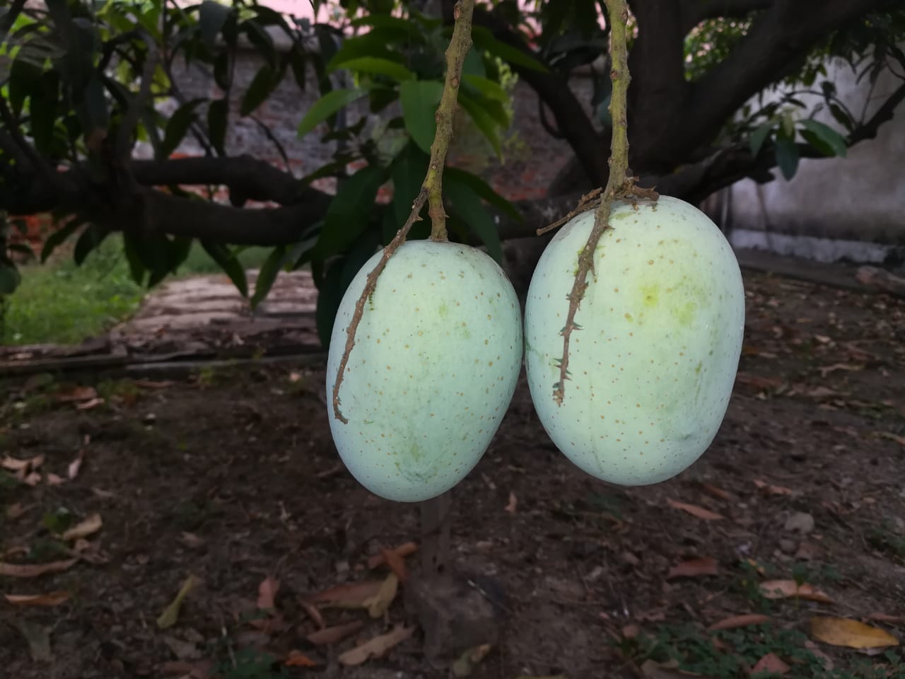 Langda and Zardalu mangoes