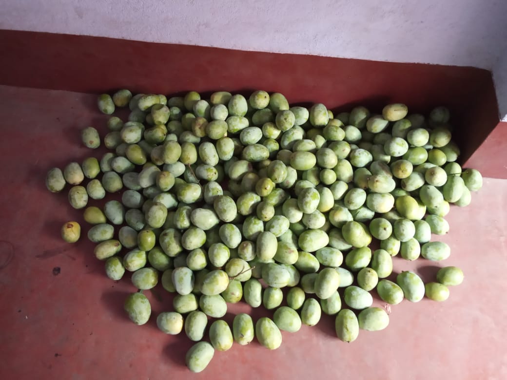 Langda and Zardalu mangoes