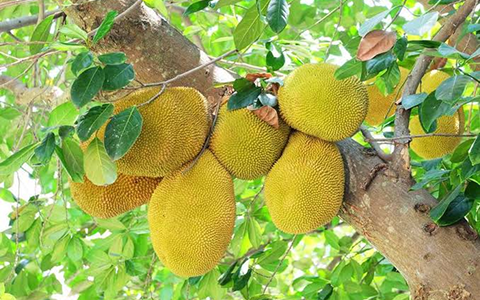 Jackfruit